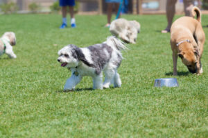 Dogs playing in a dog park